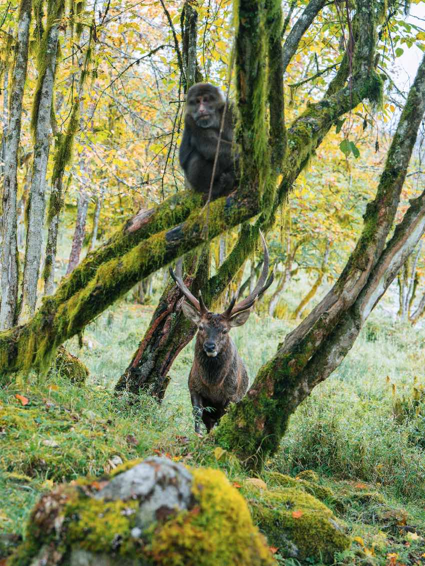 野生動物。二郎山喇叭河景區(qū)供圖