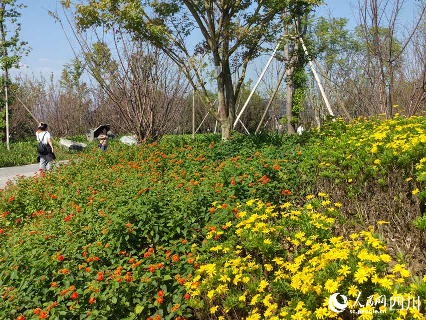 游客走入鮮花的海洋。人民網記者 劉海天攝