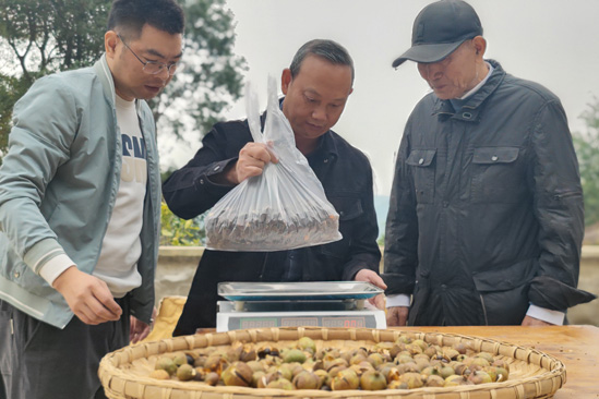 油茶測產。徐振宇供圖