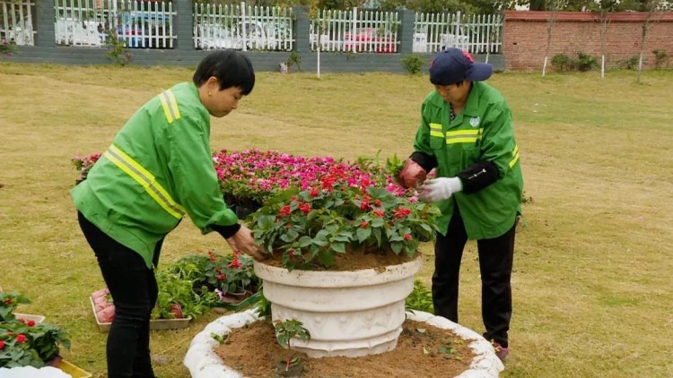 花卉美化提升城市“顏值”。陽林玥供圖